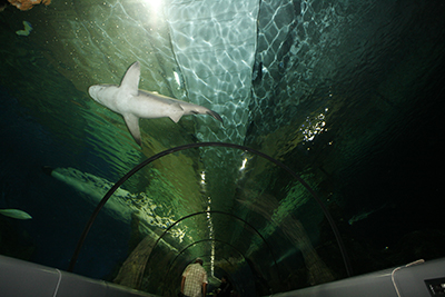 Tunnel des requins