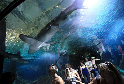 Tunnel sous-marin Marineland