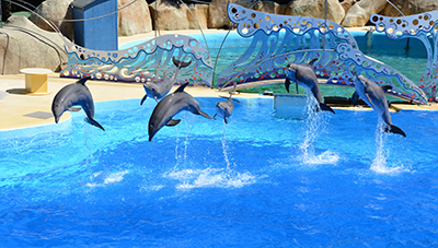 Dauphins Marineland